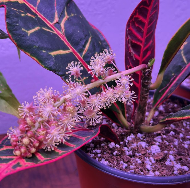Variegated croton with pink and coral flower clusters