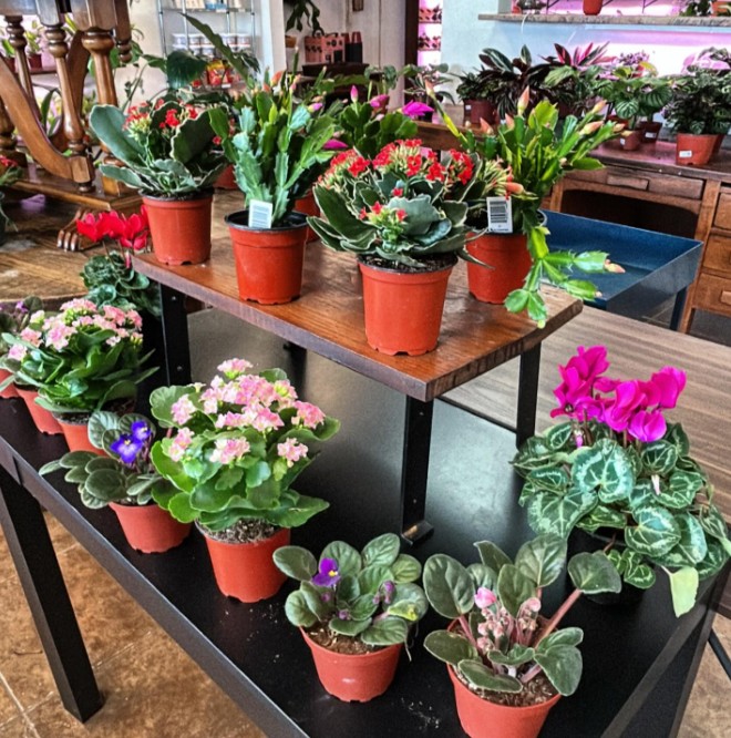 Tables of kalanchoe, African violets, and cyclamen at The Plant Bar 330