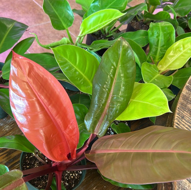 Close-up of red and green philodendron leaves