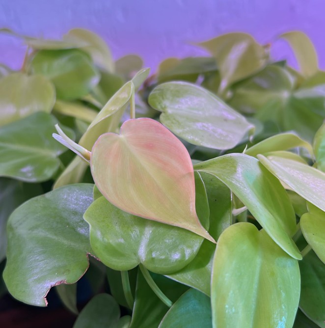 Heart-leaf philodendron with a pink leaf in the center