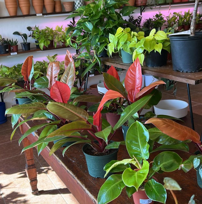 Warm-toned philodendrons and houseplants in the Plant Bar 330 studio