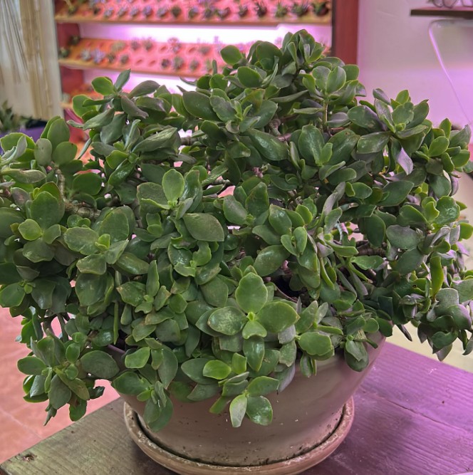 Lush jade plant in a ceramic bowl